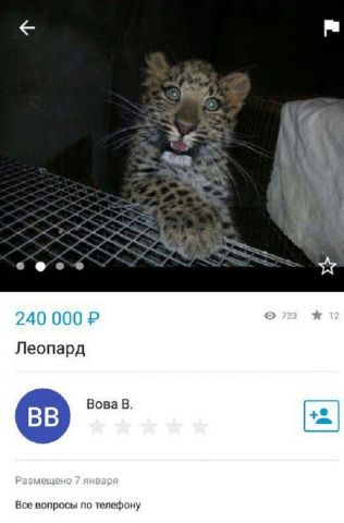 Ставропольцы обеспокоены продажей детёнышей леопарда Ставропольцы обеспокоены продажей детёнышей леопарда