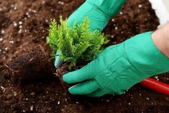 Краевой центр планируется озеленить можжевельником, туями и соснами Краевой центр планируется озеленить можжевельником, туями и соснами