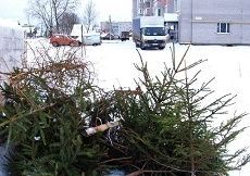 Ставропольцы смогут обменять новогодние елки на пальмы Ставропольцы смогут обменять новогодние елки на пальмы