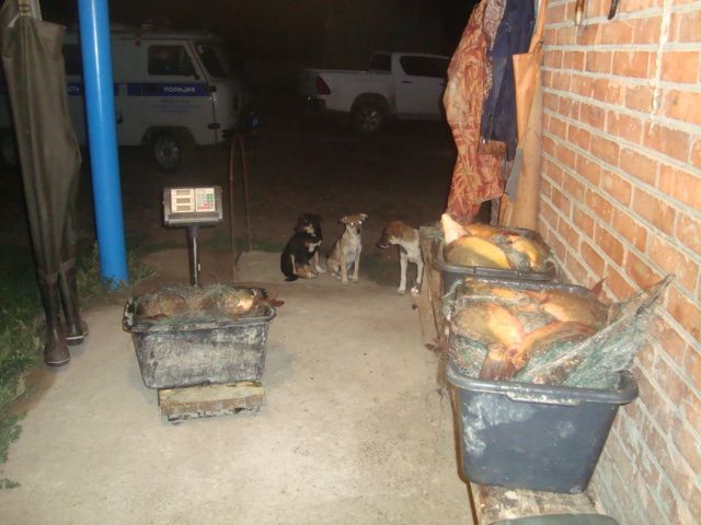 На Ставрополье нашли подозреваемых в краже более ста килограммов рыбы На Ставрополье нашли подозреваемых в краже более ста килограммов рыбы
