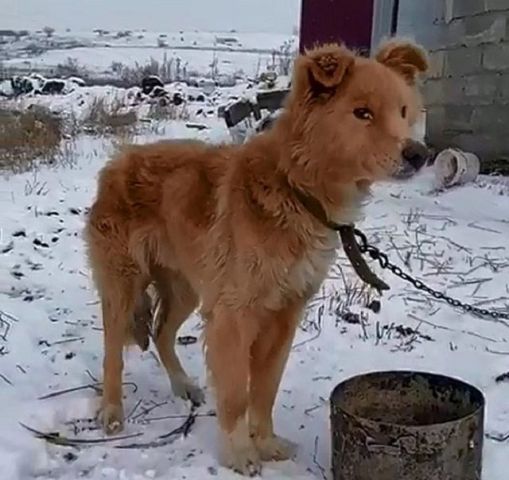 Под Ставрополем закрывается частный приют для животных, собакам срочно ищут хозяев Под Ставрополем закрывается частный приют для животных, собакам срочно ищут хозяев