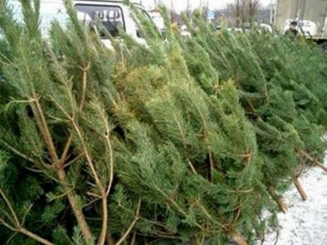 На ёлочных базарах в Ставрополе можно купить новогоднее деревце за 800 рублей На ёлочных базарах в Ставрополе можно купить новогоднее деревце за 800 рублей