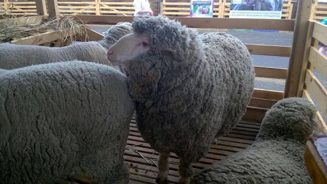 Ставропольские овцы покорили всероссийскую выставку Ставропольские овцы покорили всероссийскую выставку