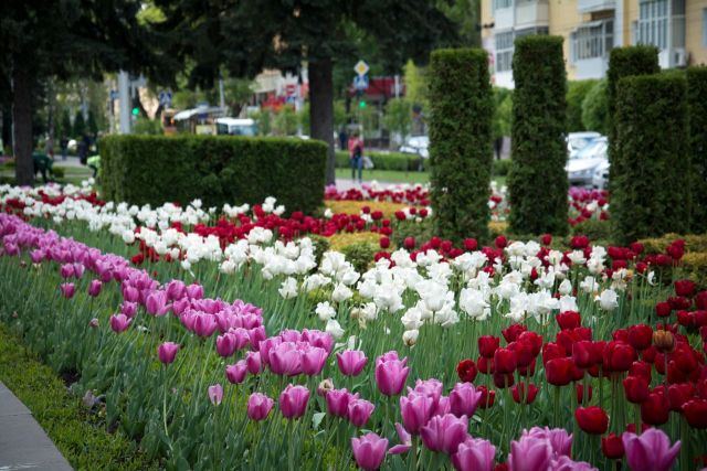 В Ставрополе высадят более 7 тысяч деревьев и сотни тысяч цветов В Ставрополе высадят более 7 тысяч деревьев и сотни тысяч цветов