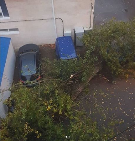 В Ставрополе упавшее дерево повредило машины В Ставрополе упавшее дерево повредило машины