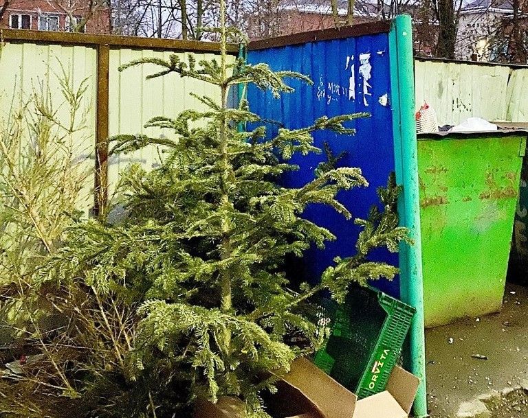 Ставропольцам предлагают избавиться от ненужных им новогодних ёлок с помощью регоператора Ставропольцам предлагают избавиться от ненужных им новогодних ёлок с помощью регоператора
