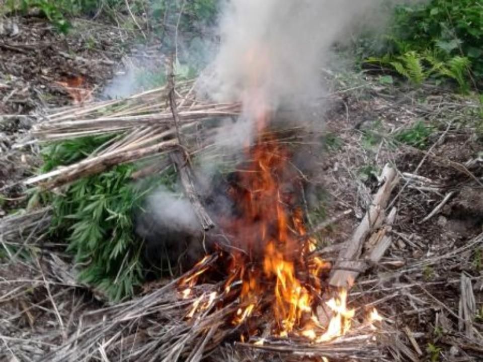На Ставрополье полицейские уничтожили дикорастущую коноплю На Ставрополье полицейские уничтожили дикорастущую коноплю