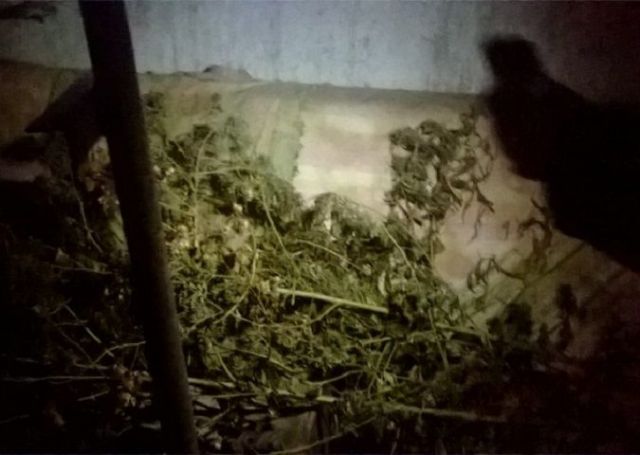 На Ставрополье из незаконного оборота изъято более килограмма марихуаны На Ставрополье из незаконного оборота изъято более килограмма марихуаны