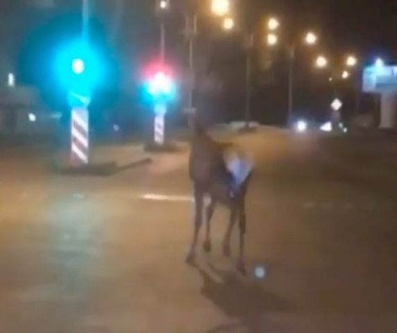 Ночью по улицам Пятигорска гулял олень Ночью по улицам Пятигорска гулял олень