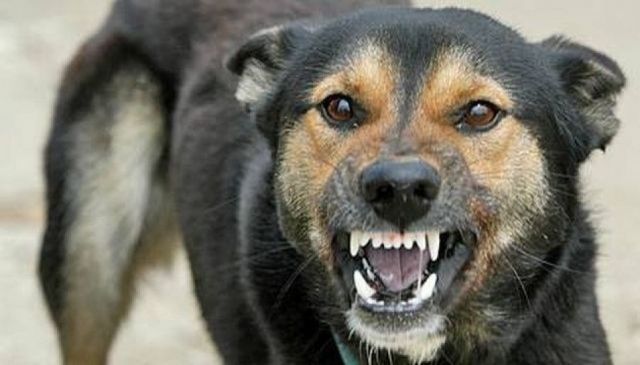 На Ставрополье увеличилось число очагов бешенства На Ставрополье увеличилось число очагов бешенства