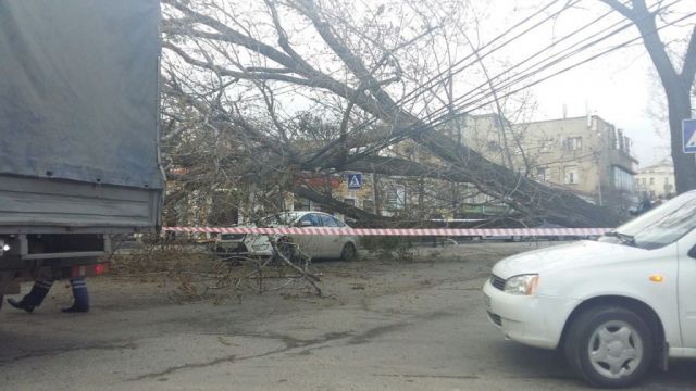 В Ставрополе из-за рухнувшего дерева перекрыто движение по улице Голенева В Ставрополе из-за рухнувшего дерева перекрыто движение по улице Голенева