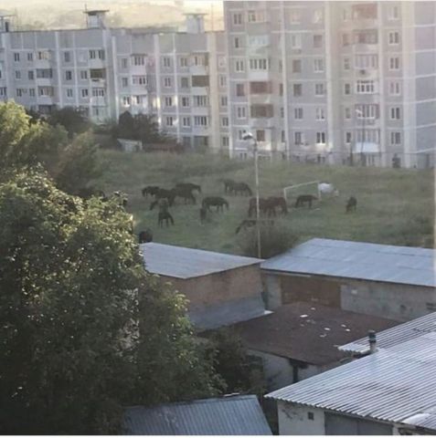 Жительница Кисловодска сняла на видео скачущих по двору лошадей и гоняющихся за ними детей Жительница Кисловодска сняла на видео скачущих по двору лошадей и гоняющихся за ними детей