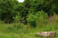 Участок леса в Ставрополе, отданный под застройку, удалось вернуть городу Участок леса в Ставрополе, отданный под застройку, удалось вернуть городу