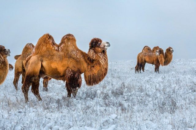 Верблюды в зимней ставропольской степи попали в объектив питерского фотографа Федора Лашкова Верблюды в зимней ставропольской степи попали в объектив питерского фотографа Федора Лашкова