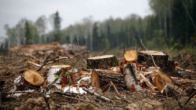 В Ставропольском крае мужчину приговорили к обязательным работам за незаконную рубку белой акации В Ставропольском крае мужчину приговорили к обязательным работам за незаконную рубку белой акации