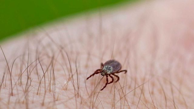 На Ставрополье в больницы из-за укусов клещей обратились более 1200 человек На Ставрополье в больницы из-за укусов клещей обратились более 1200 человек