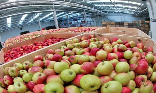 Ставрополье круглогодично продаёт выращенные в регионе яблоки Ставрополье круглогодично продаёт выращенные в регионе яблоки