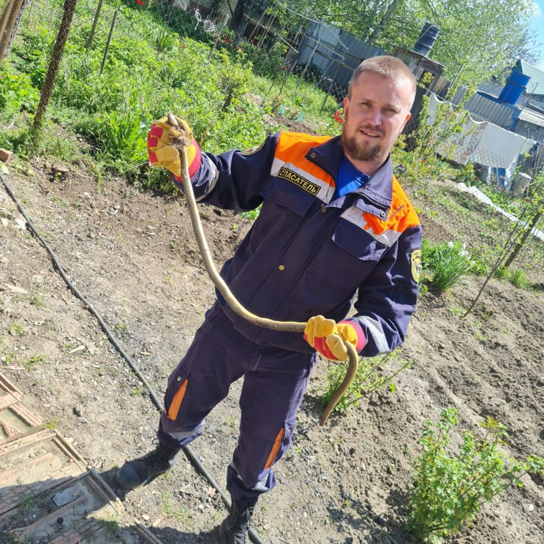В Георгиевске спасатели вытащили поселившуюся в собачьей будке змею