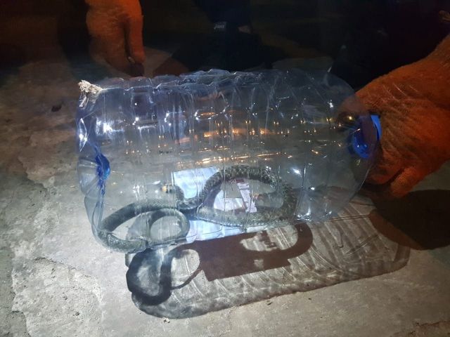 Двух ужей отловили спасатели в доме жительницы Ставрополья Двух ужей отловили спасатели в доме жительницы Ставрополья