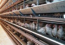 Крымские птицеводы посетили Ставрополье Крымские птицеводы посетили Ставрополье