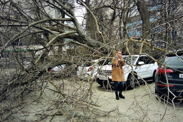 В Ставрополе на машины упали дерево и столб В Ставрополе на машины упали дерево и столб