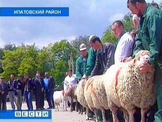 На Ставрополье открылась Всероссийская выставка племенных овец На Ставрополье открылась Всероссийская выставка племенных овец