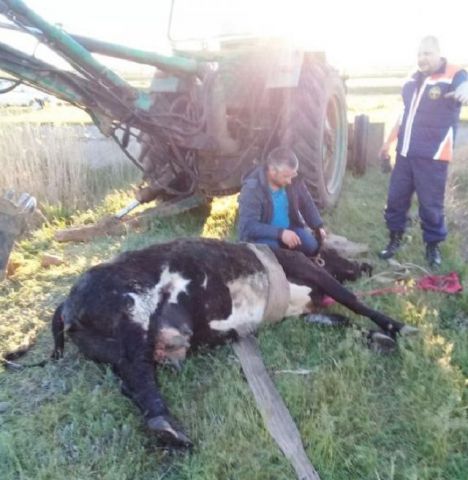 На Ставрополье спасатели достали корову из очистных сооружений На Ставрополье спасатели достали корову из очистных сооружений