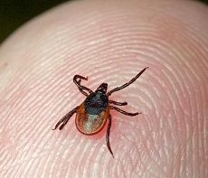 Более тысячи ставропольцев обратились к медикам с укусами клещей Более тысячи ставропольцев обратились к медикам с укусами клещей