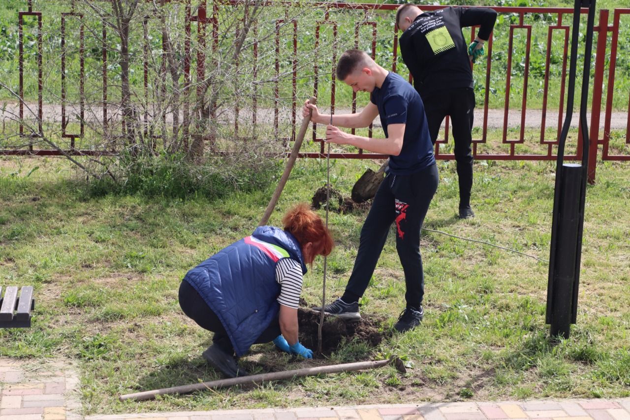 В селе на Ставрополье высадили 130 деревьев и 100 кустов роз