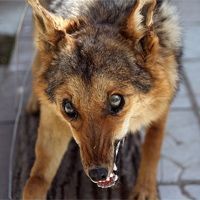 В январе на Ставрополье отмечены шесть случаев бешенства В январе на Ставрополье отмечены шесть случаев бешенства