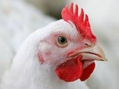 На Ставрополье забраковано 11 партий птичьего мяса из 110 проверенных На Ставрополье забраковано 11 партий птичьего мяса из 110 проверенных