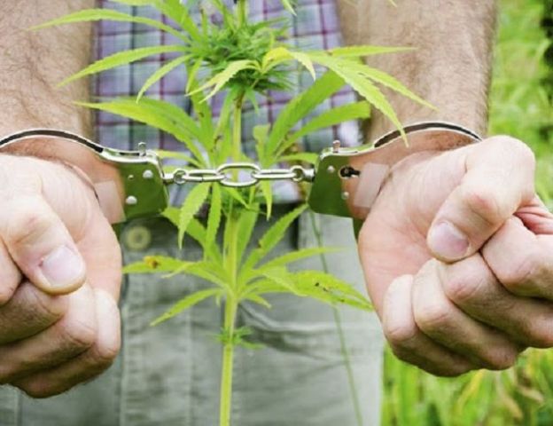 В Кочубеевском районе из незаконного оборота изъято более одного килограмма наркотика В Кочубеевском районе из незаконного оборота изъято более одного килограмма наркотика