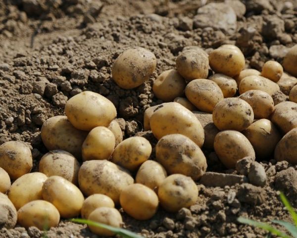 Ставропольские аграрии запасли более 7 тысяч тонн картофеля Ставропольские аграрии запасли более 7 тысяч тонн картофеля