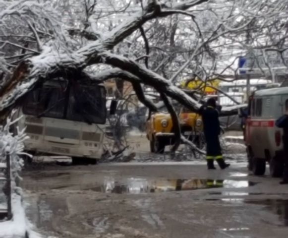 В Пятигорске дерево упало на автобус В Пятигорске дерево упало на автобус