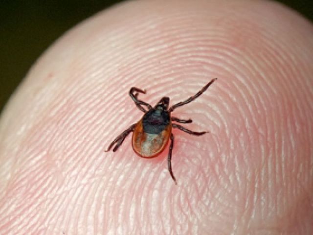 Житель Ставрополья скончался от крымской геморрагической лихорадки после укуса клеща Житель Ставрополья скончался от крымской геморрагической лихорадки после укуса клеща