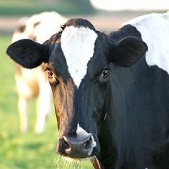 Ставропольские животноводы вышли в лидеры по удою Ставропольские животноводы вышли в лидеры по удою