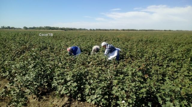 Первый урожай хлопка собрали на Ставрополье Первый урожай хлопка собрали на Ставрополье
