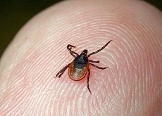 На Ставрополье активизировались клещи – переносчики Крымской геморрагической лихорадки На Ставрополье активизировались клещи – переносчики Крымской геморрагической лихорадки