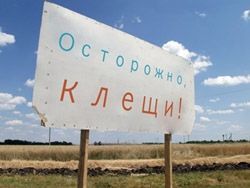 С наступлением тепла в крае начнется массированная атака клещей С наступлением тепла в крае начнется массированная атака клещей