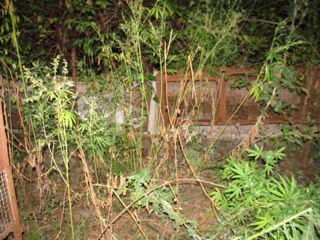 Житель Ставрополья хранил дома более 3,5 килограмма марихуаны Житель Ставрополья хранил дома более 3,5 килограмма марихуаны