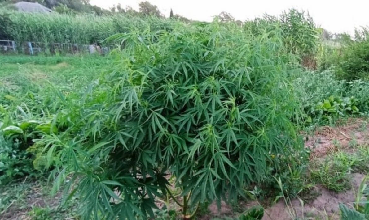В Грачёвском округе мужчина выращивал 32 куста конопли
