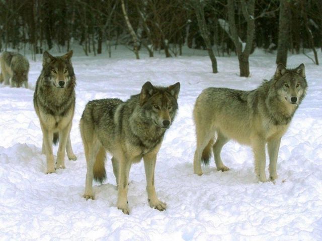 В Ставропольском крае будут регулировать численность шакалов, волков и лисиц В Ставропольском крае будут регулировать численность шакалов, волков и лисиц