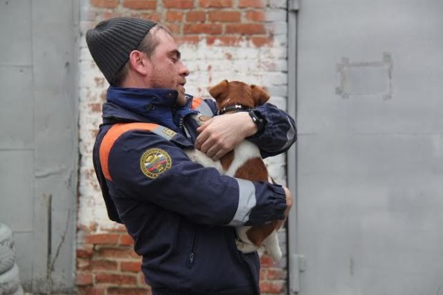 В Ставрополе спасатели вытащили из ловушек собаку и кота В Ставрополе спасатели вытащили из ловушек собаку и кота