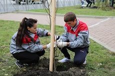 Тысячу деревьев высадили студенты на улице Серова Тысячу деревьев высадили студенты на улице Серова