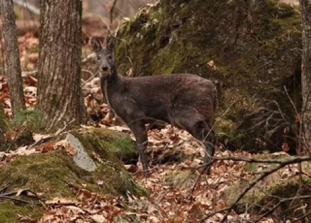 В Железноводске дети нашли в лесу семейство оленей-кабарга В Железноводске дети нашли в лесу семейство оленей-кабарга
