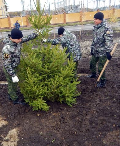 В Ставрополе появилась аллея из европейских елей и крымских сосен В Ставрополе появилась аллея из европейских елей и крымских сосен
