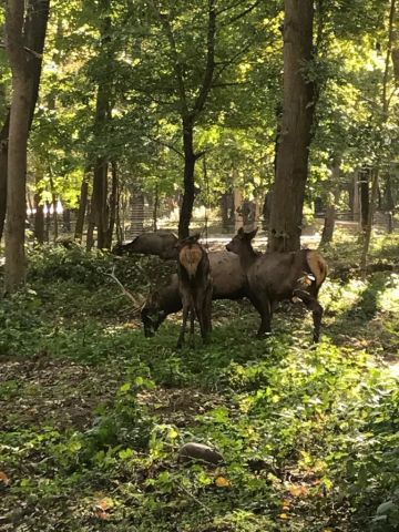 В парке Невинномысска поселились олени В парке Невинномысска поселились олени