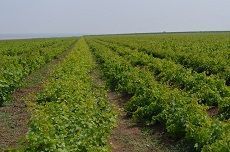 350 саженцев виноградной лозы из Сербии доставлены на Ставрополье 350 саженцев виноградной лозы из Сербии доставлены на Ставрополье