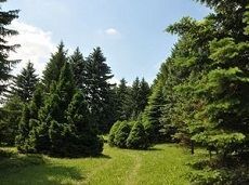 Ботанический сад Ставрополя банкротить не будут Ботанический сад Ставрополя банкротить не будут
