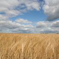 Рост фермерской продукции составил за год почти 20% Рост фермерской продукции составил за год почти 20%